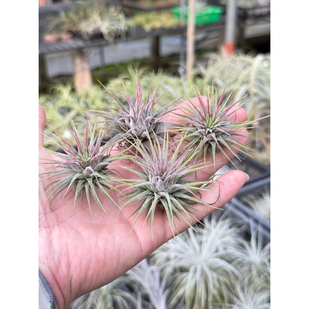 幸福貓「變異小精靈」 空氣鳳梨／空鳳（新手五星推薦入門款/植物/地表最強/送禮小物/交換小物/婚禮小物）-細節圖2