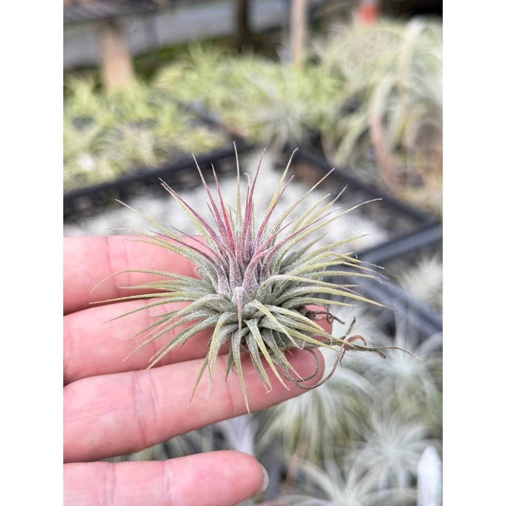 幸福貓「變異小精靈」 空氣鳳梨／空鳳（新手五星推薦入門款/植物/地表最強/送禮小物/交換小物/婚禮小物）-細節圖3