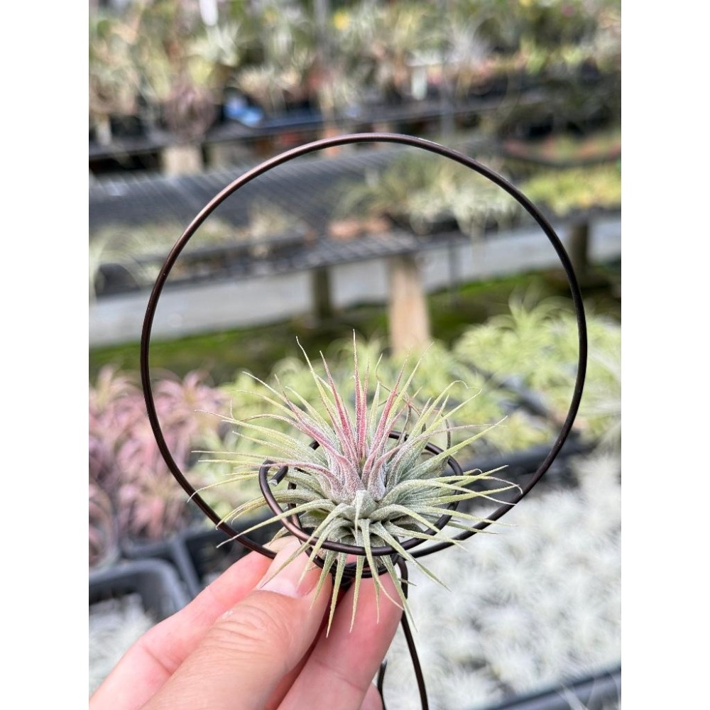 幸福貓「變異小精靈」 空氣鳳梨／空鳳（新手五星推薦入門款/植物/地表最強/送禮小物/交換小物/婚禮小物）-細節圖4