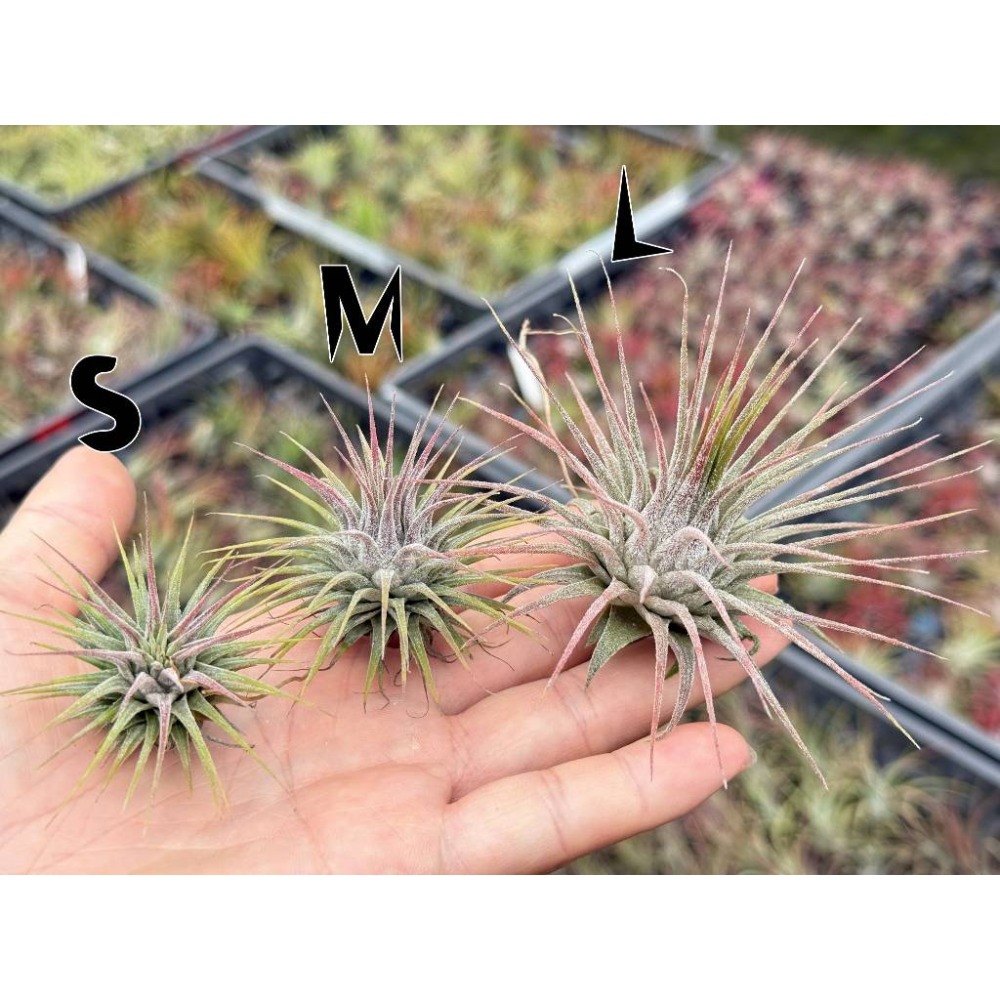 幸福貓「變異小精靈」 空氣鳳梨／空鳳（新手五星推薦入門款/植物/地表最強/送禮小物/交換小物/婚禮小物）-規格圖6