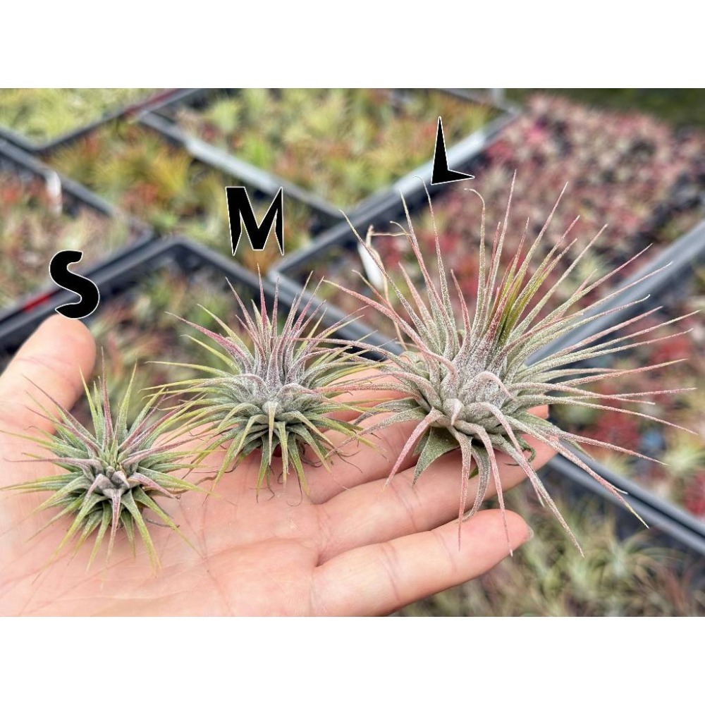 幸福貓「變異小精靈」 空氣鳳梨／空鳳（新手五星推薦入門款/植物/地表最強/送禮小物/交換小物/婚禮小物）-規格圖6