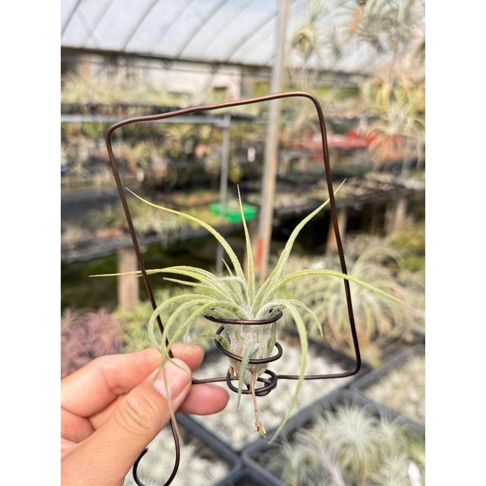 幸福貓「綠精靈 x ＴＹ」 空氣鳳梨／空鳳（新手五星推薦入門款/植物/地表最強/送禮小物/交換小物/婚禮小物）-細節圖2