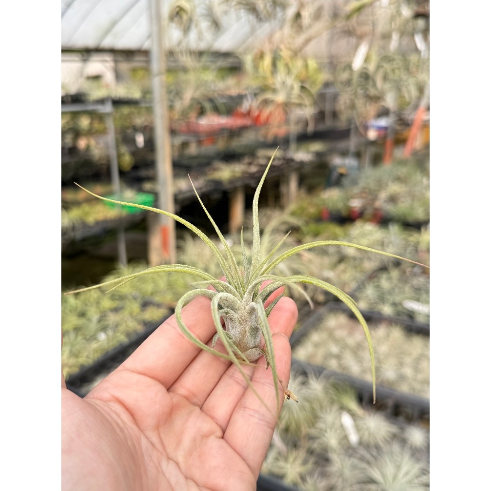 幸福貓「綠精靈 x ＴＹ」 空氣鳳梨／空鳳（新手五星推薦入門款/植物/地表最強/送禮小物/交換小物/婚禮小物）-規格圖4