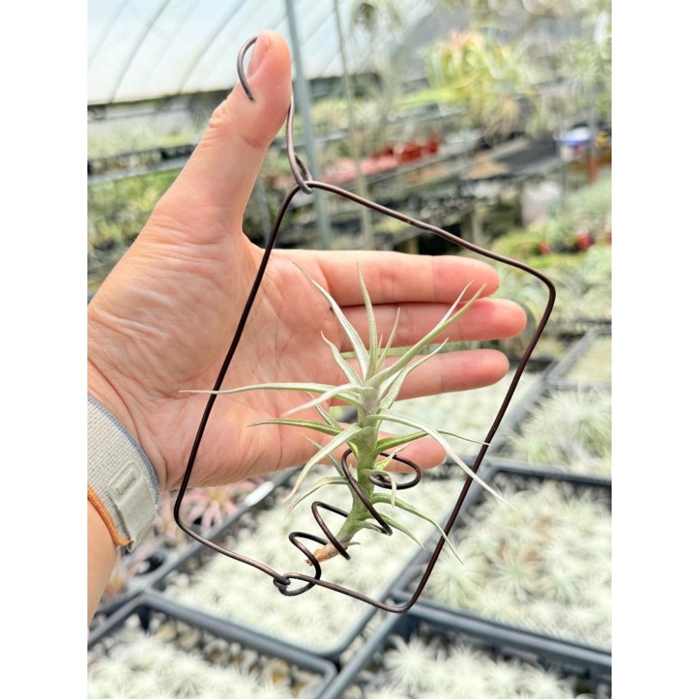 幸福貓「白水晶」 空氣鳳梨／空鳳（新手五星推薦入門款/植物/地表最強/送禮小物/交換小物/婚禮小物）-細節圖2