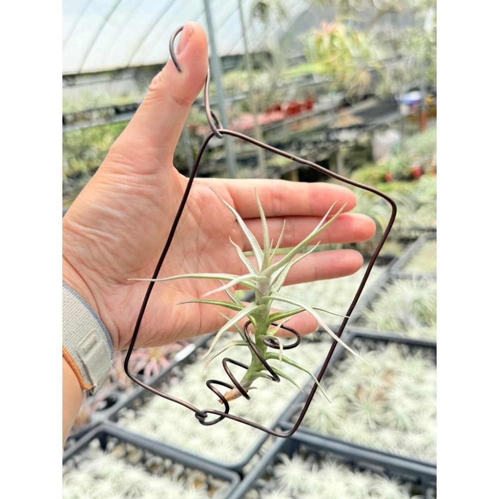 幸福貓「白水晶」 空氣鳳梨／空鳳（新手五星推薦入門款/植物/地表最強/送禮小物/交換小物/婚禮小物）-細節圖2