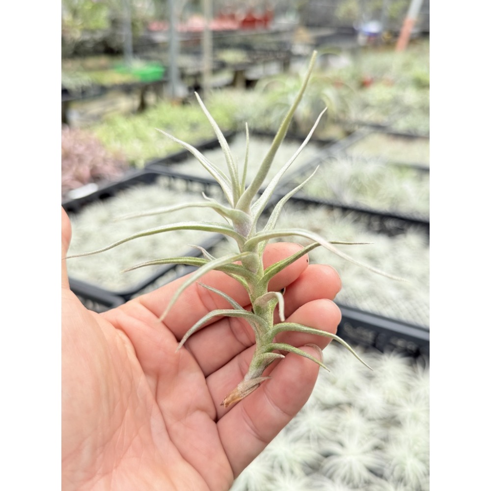 幸福貓「白水晶」 空氣鳳梨／空鳳（新手五星推薦入門款/植物/地表最強/送禮小物/交換小物/婚禮小物）-規格圖4