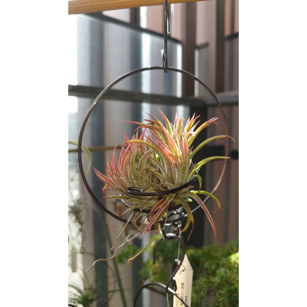 幸福貓「空鳳的家」 鋁線 / 空氣鳳梨／空鳳（新手五星推薦入門款/植物/地表最強/送禮小物/交換小物/婚禮小物）-細節圖2