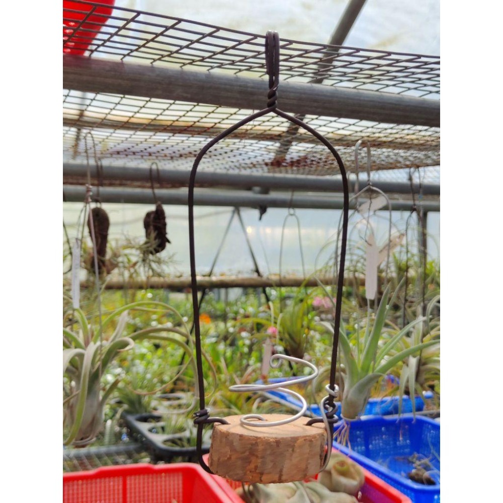 幸福貓「空鳳的家」 鋁線 / 空氣鳳梨／空鳳（新手五星推薦入門款/植物/地表最強/送禮小物/交換小物/婚禮小物）-細節圖3