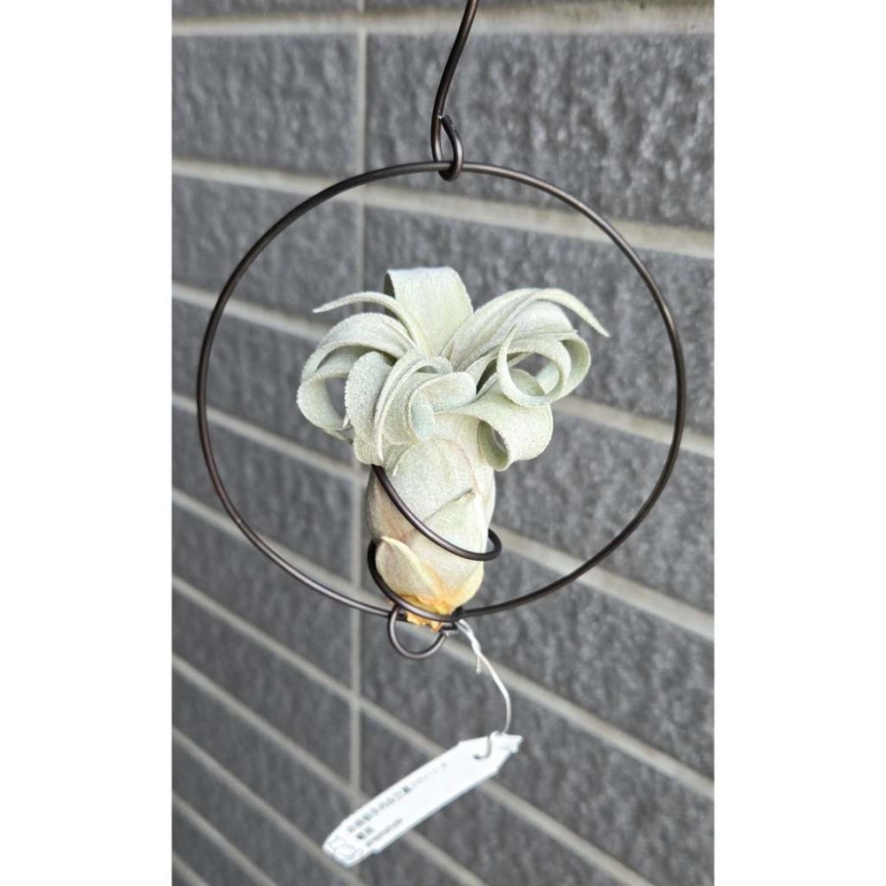 小型鋁線（直徑約9公分、附Ｓ勾、不含植株）