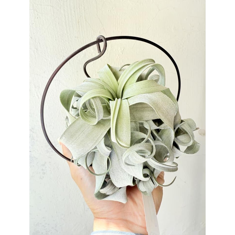 幸福貓「空鳳的家」 鋁線 / 空氣鳳梨／空鳳（新手五星推薦入門款/植物/地表最強/送禮小物/交換小物/婚禮小物）-規格圖4