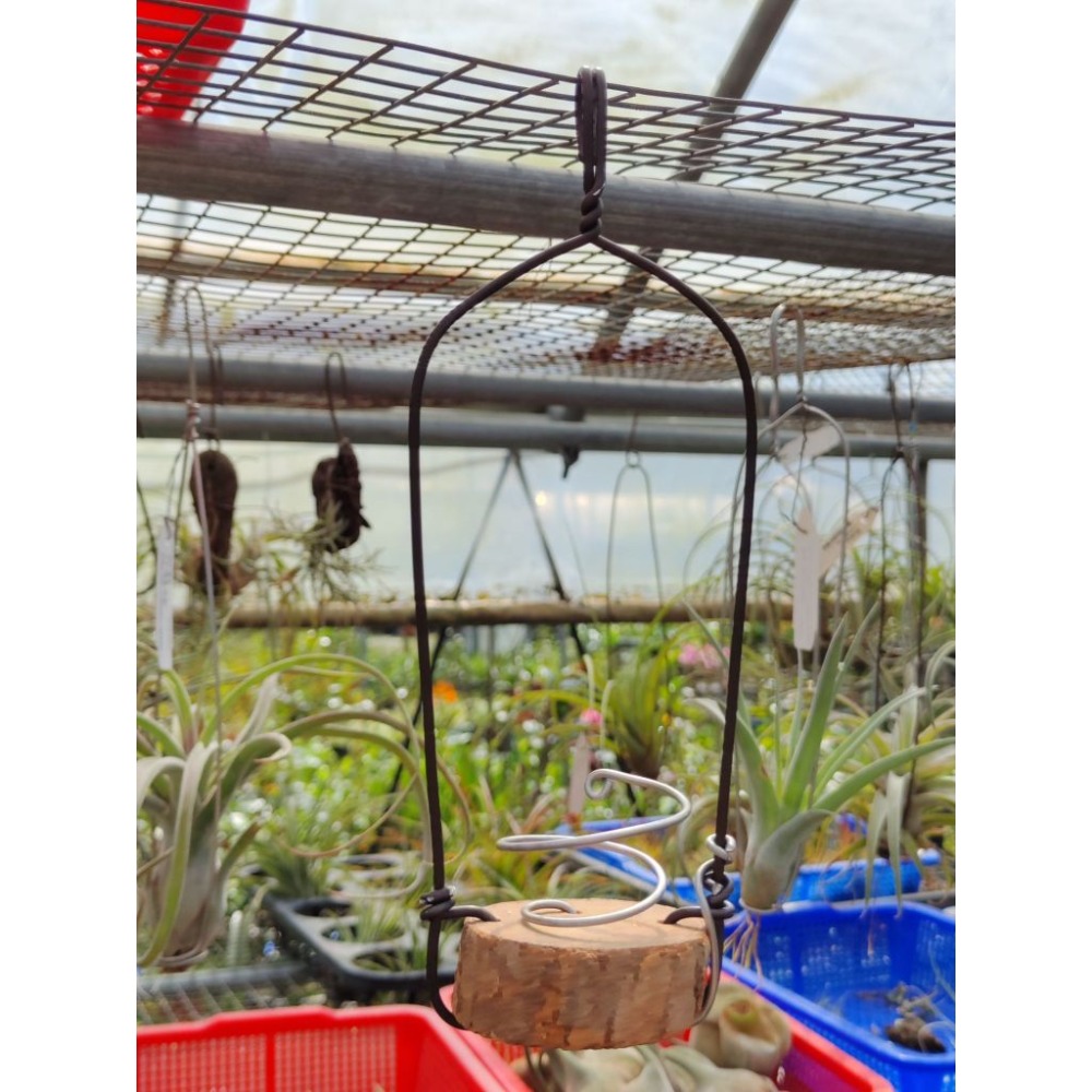 幸福貓「空鳳的家」 鋁線 / 空氣鳳梨／空鳳（新手五星推薦入門款/植物/地表最強/送禮小物/交換小物/婚禮小物）-規格圖4