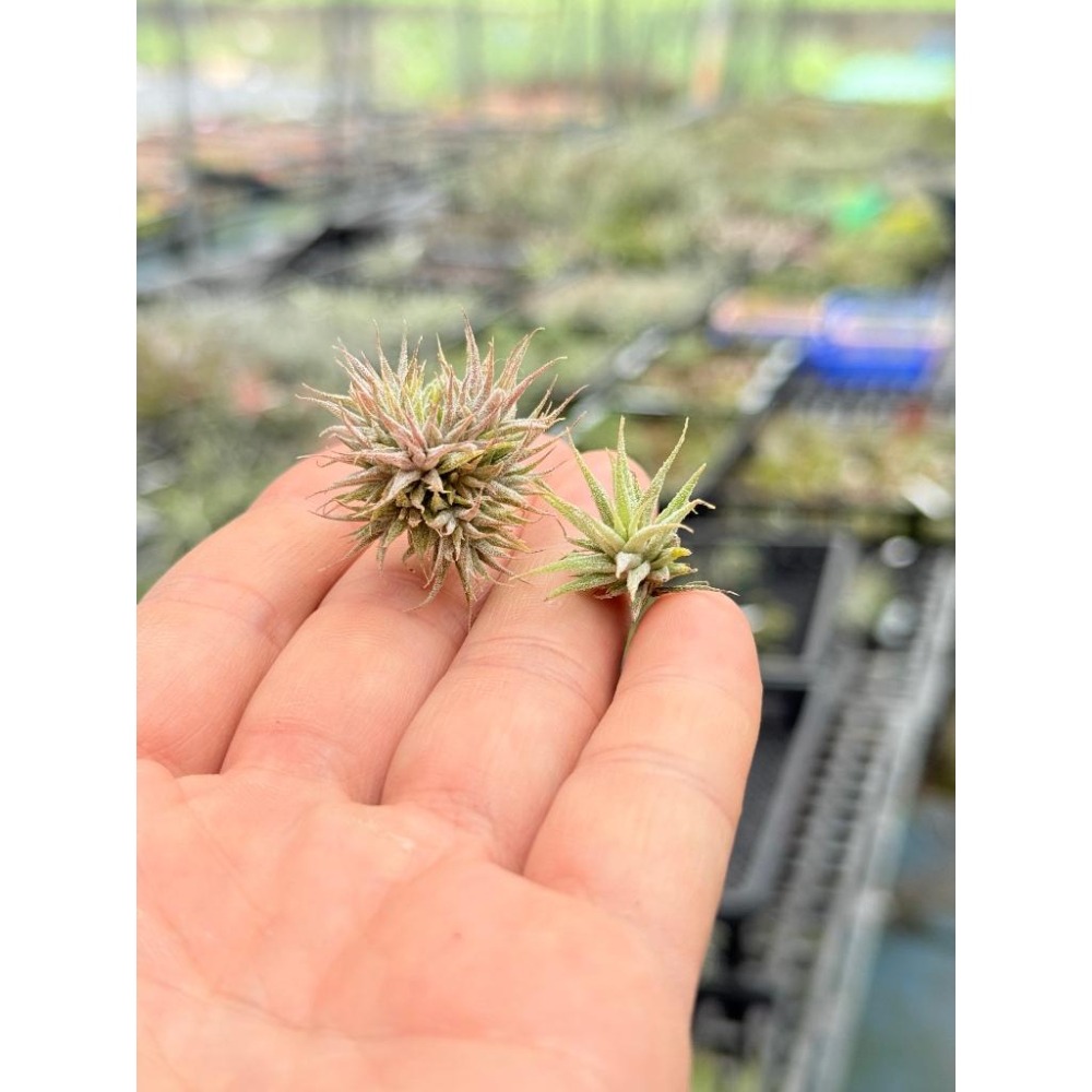 幸福貓「國際 米妮小精靈」空氣鳳梨／空鳳（植物/地表最強/送禮小物/交換小物/婚禮小物）-細節圖2