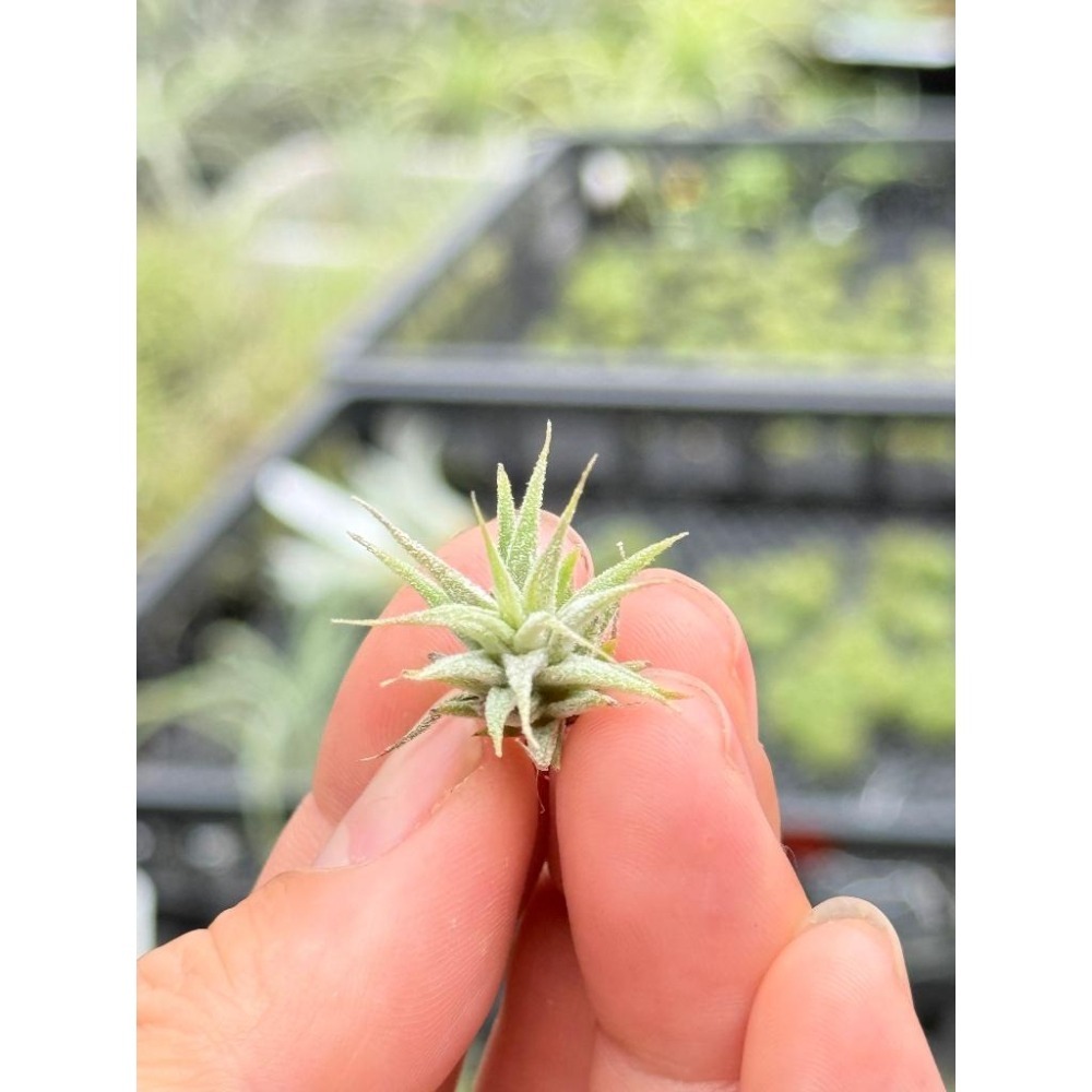 幸福貓「國際 米妮小精靈」空氣鳳梨／空鳳（植物/地表最強/送禮小物/交換小物/婚禮小物）-細節圖3