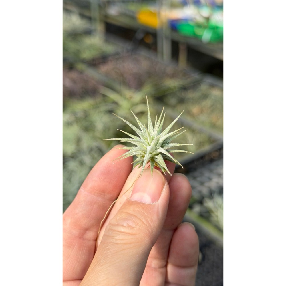 幸福貓「國際 米妮小精靈」空氣鳳梨／空鳳（植物/地表最強/送禮小物/交換小物/婚禮小物）-規格圖5