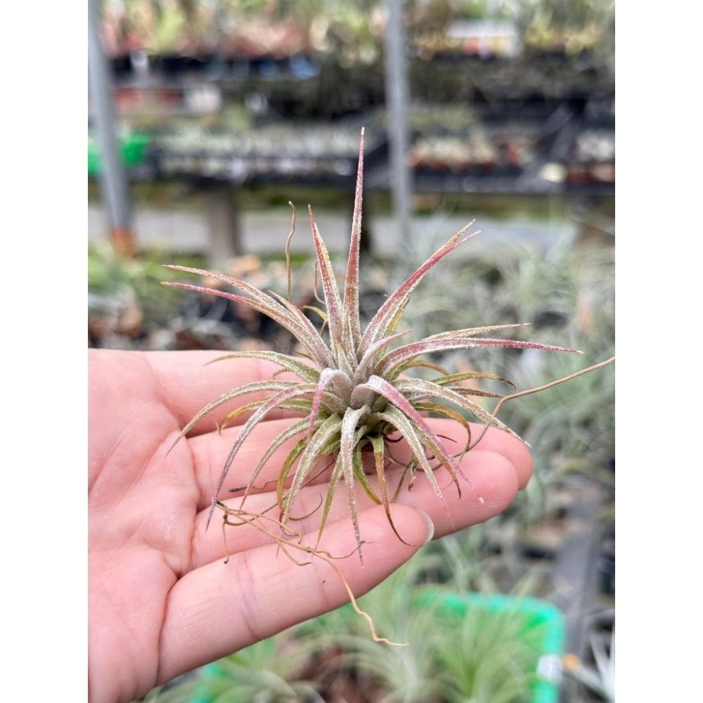 幸福貓「墨西哥小精靈」 空氣鳳梨／空鳳（新手五星推薦入門款/植物/地表最強/送禮小物/交換小物/婚禮小物）-細節圖2
