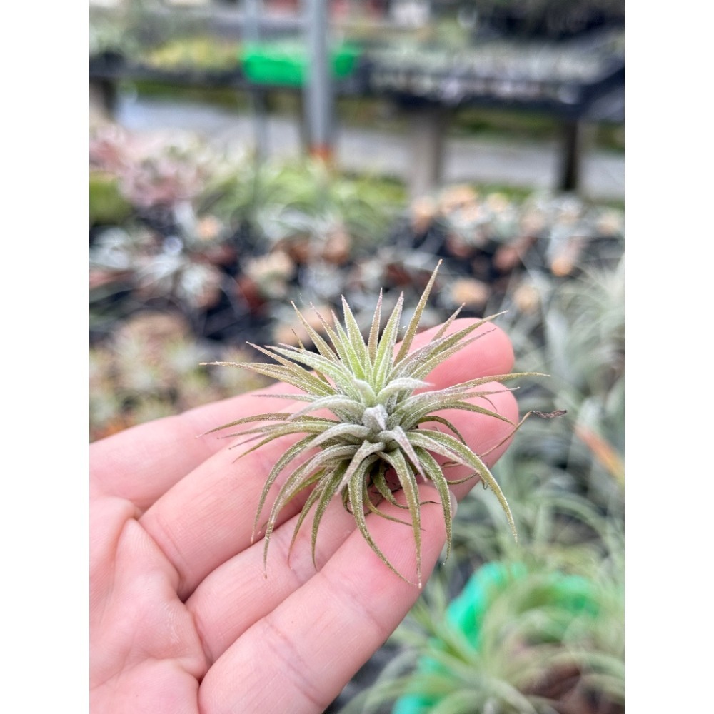 幸福貓「墨西哥小精靈」 空氣鳳梨／空鳳（新手五星推薦入門款/植物/地表最強/送禮小物/交換小物/婚禮小物）-規格圖5