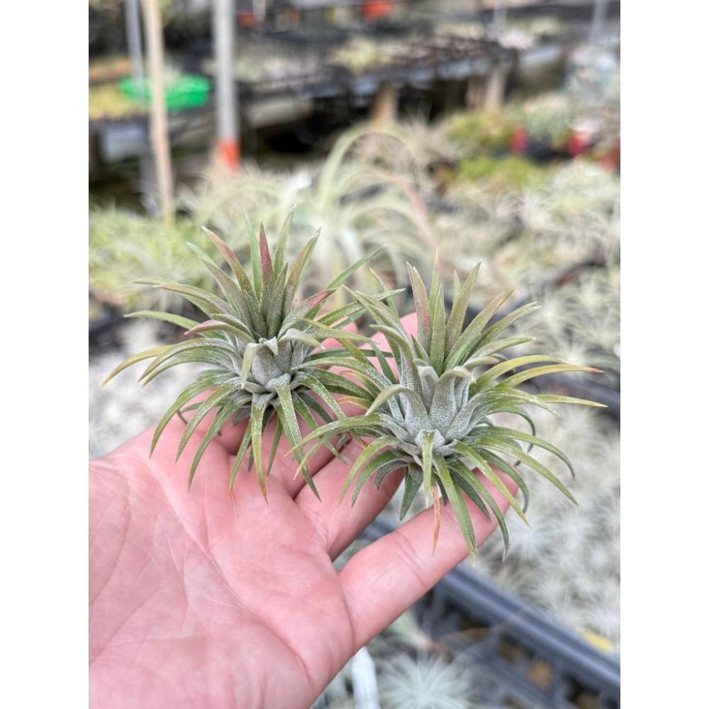 幸福貓「龍小精靈」 空氣鳳梨／空鳳（新手五星推薦入門款/植物/地表最強/送禮小物/交換小物/婚禮小物）-細節圖2