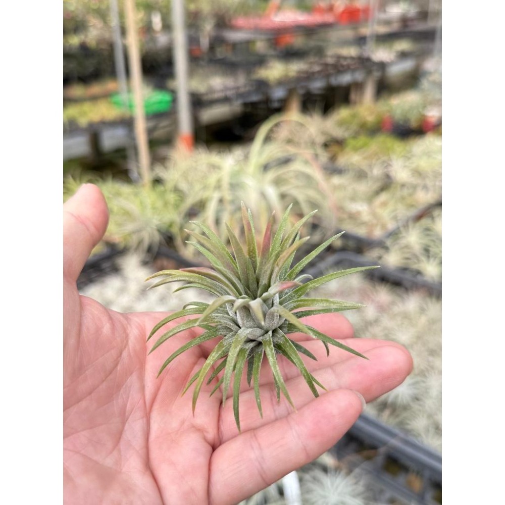 幸福貓「龍小精靈」 空氣鳳梨／空鳳（新手五星推薦入門款/植物/地表最強/送禮小物/交換小物/婚禮小物）-細節圖3