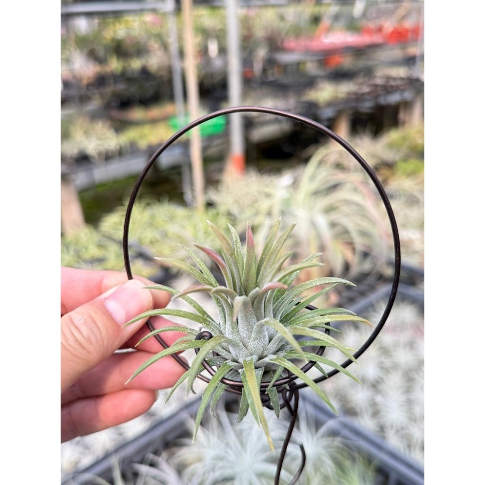 幸福貓「龍小精靈」 空氣鳳梨／空鳳（新手五星推薦入門款/植物/地表最強/送禮小物/交換小物/婚禮小物）-細節圖4