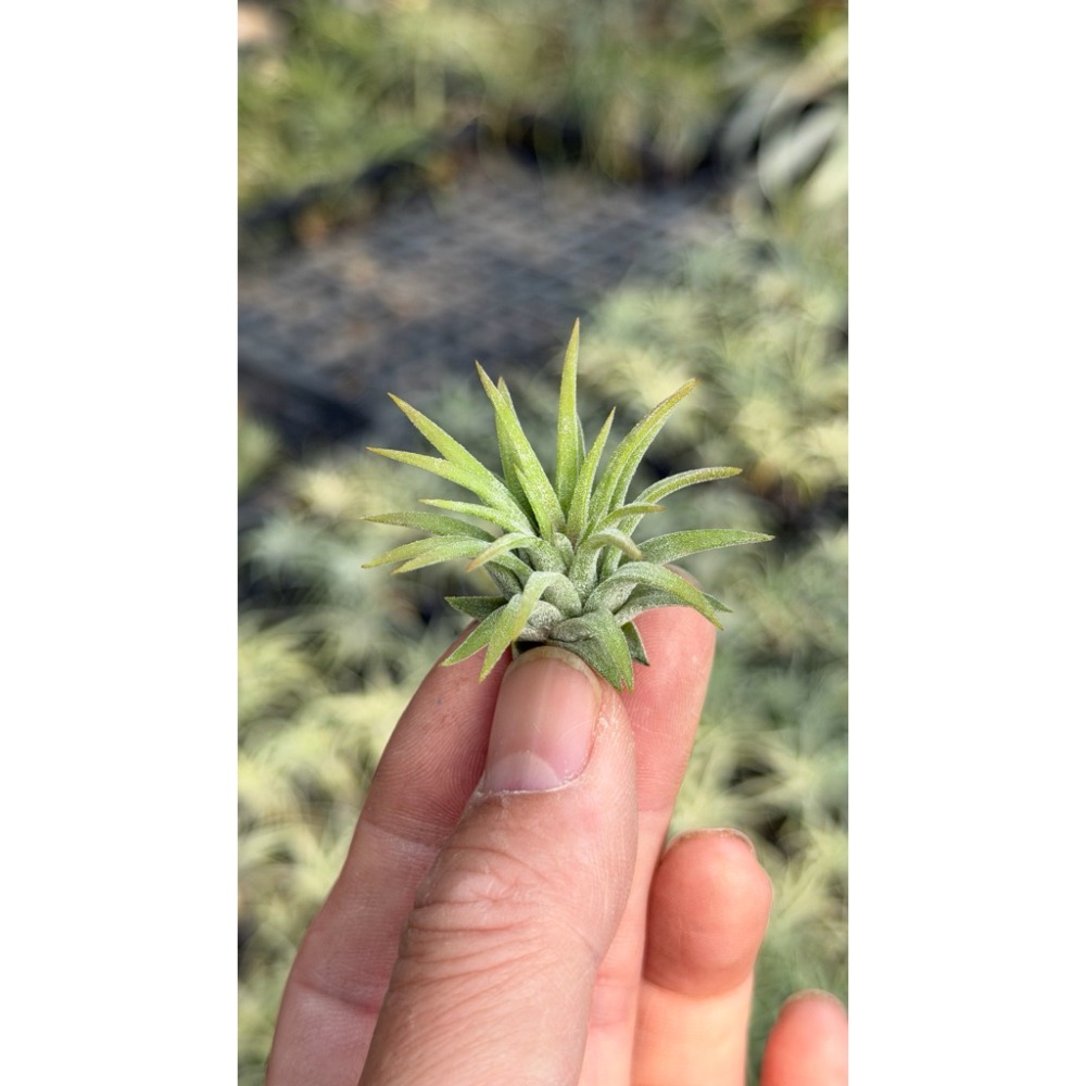 幸福貓「龍小精靈」 空氣鳳梨／空鳳（新手五星推薦入門款/植物/地表最強/送禮小物/交換小物/婚禮小物）-規格圖6