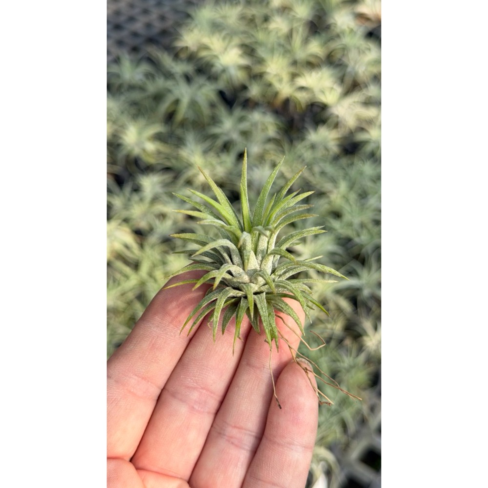 幸福貓「龍小精靈」 空氣鳳梨／空鳳（新手五星推薦入門款/植物/地表最強/送禮小物/交換小物/婚禮小物）-規格圖6