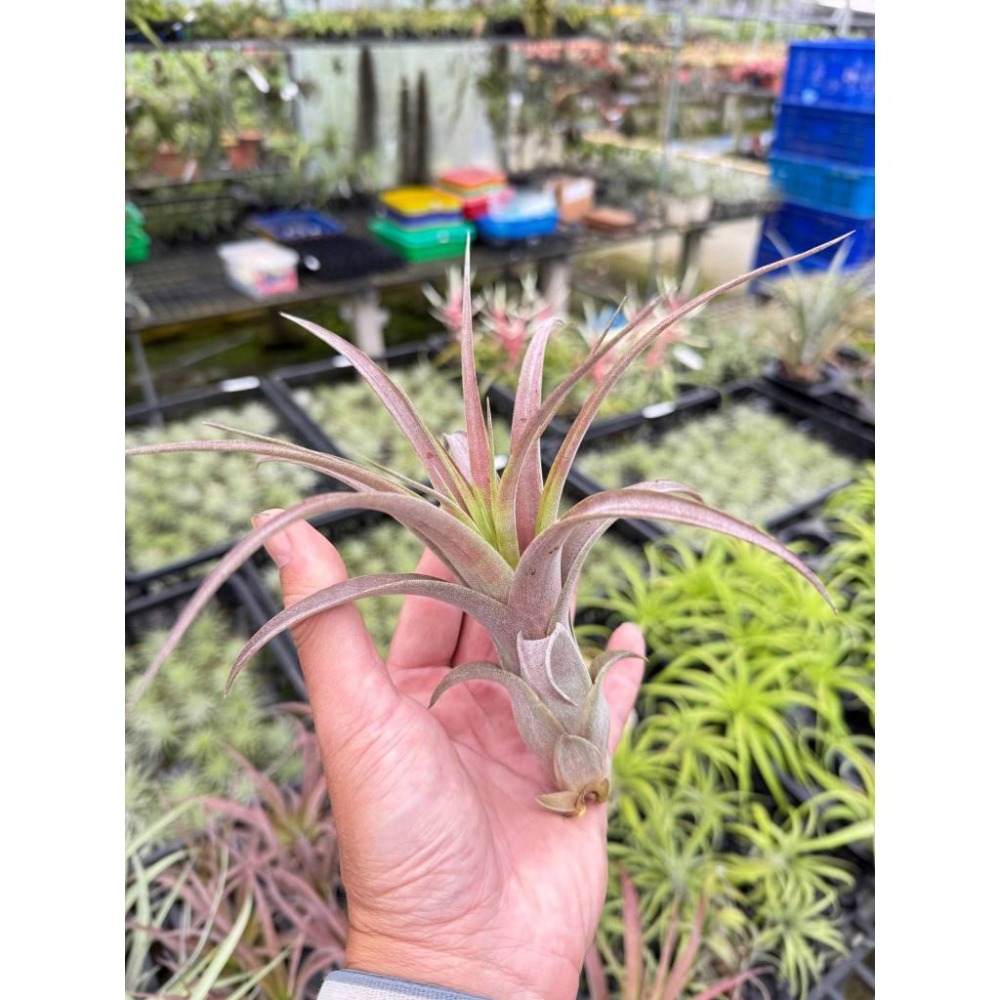 幸福貓「超激 愛情結 （葉傷）」空氣鳳梨／空鳳（植物/地表最強/送禮小物/交換小物/婚禮小物）-細節圖3