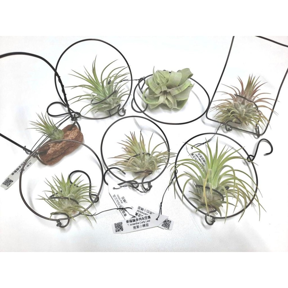 幸福貓「超激 愛情結 （葉傷）」空氣鳳梨／空鳳（植物/地表最強/送禮小物/交換小物/婚禮小物）-細節圖5