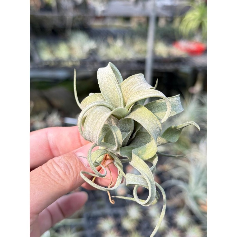 幸福貓「花電＋斑馬小精靈/組合包」 空氣鳳梨／空鳳（新手五星推薦入門款/植物/地表最強/送禮小物/交換小物/婚禮小物）-細節圖2