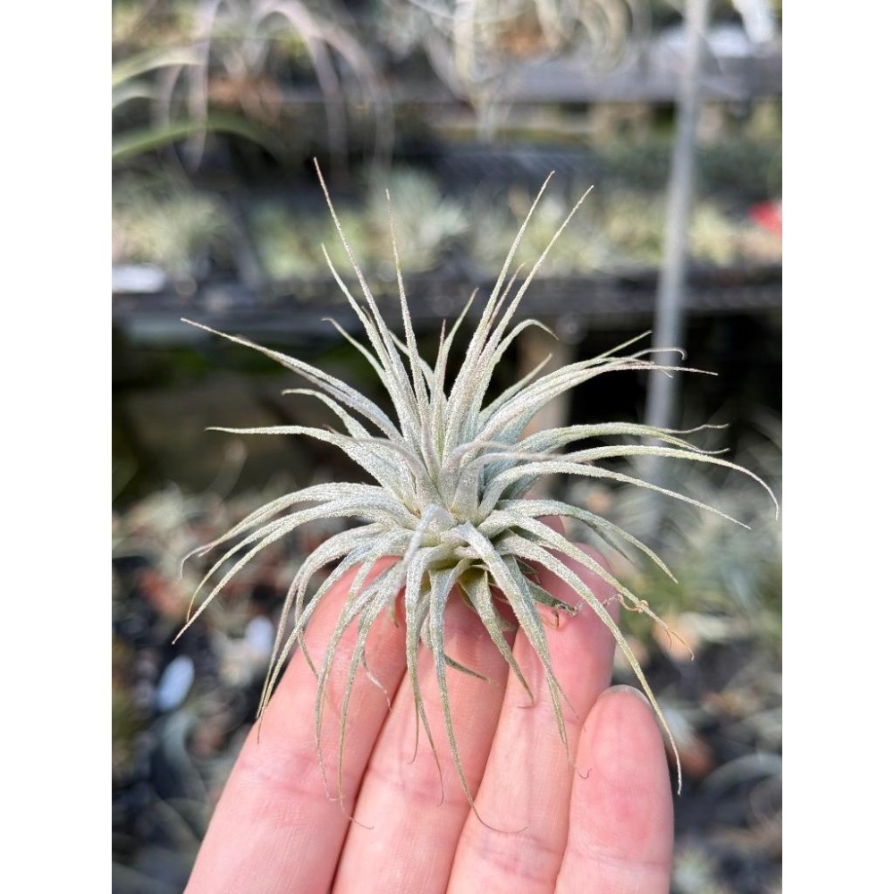 幸福貓「花電＋斑馬小精靈/組合包」 空氣鳳梨／空鳳（新手五星推薦入門款/植物/地表最強/送禮小物/交換小物/婚禮小物）-細節圖3