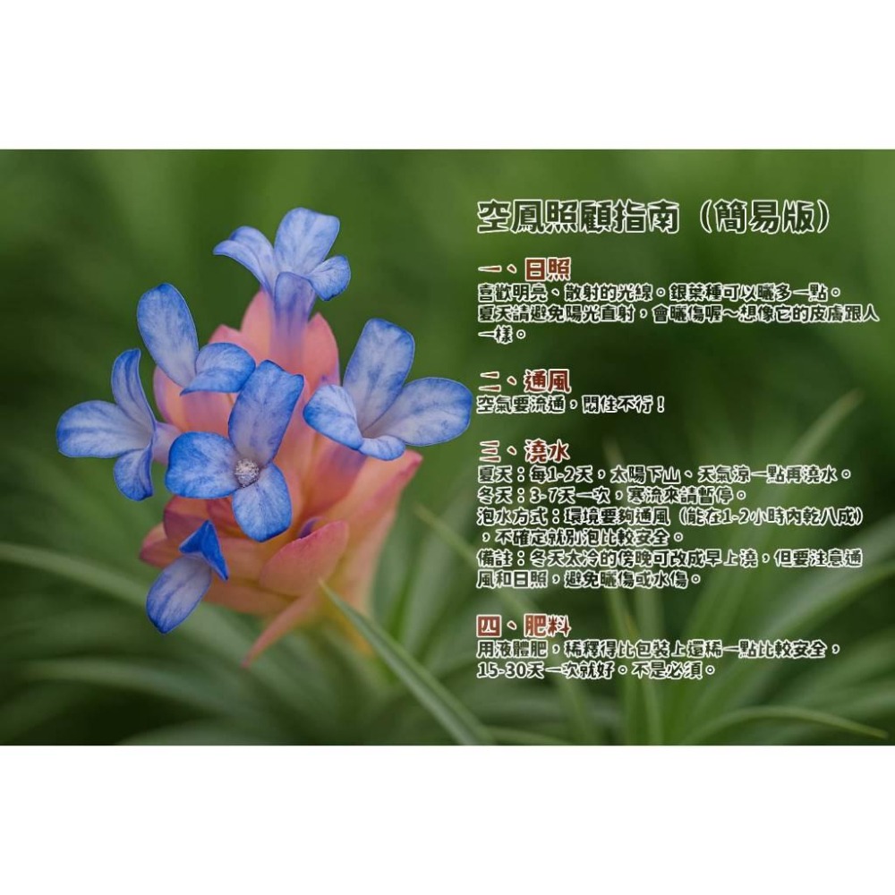 幸福貓「花電＋斑馬小精靈/組合包」 空氣鳳梨／空鳳（新手五星推薦入門款/植物/地表最強/送禮小物/交換小物/婚禮小物）-細節圖4