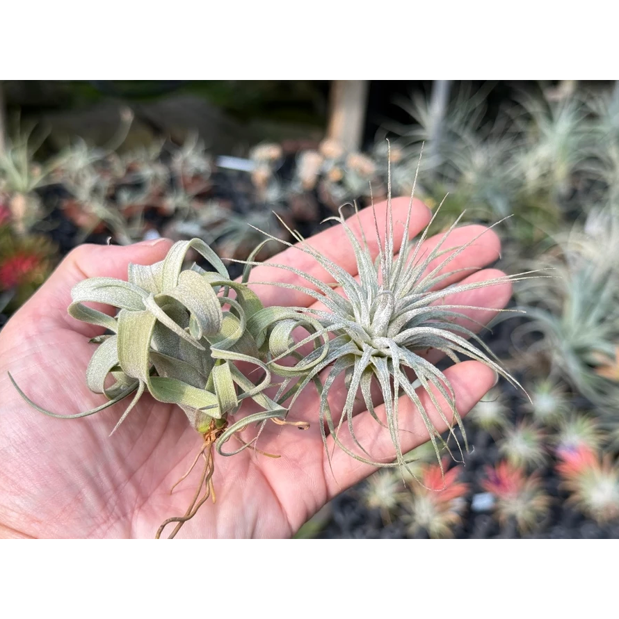 幸福貓「花電＋斑馬小精靈/組合包」 空氣鳳梨／空鳳（新手五星推薦入門款/植物/地表最強/送禮小物/交換小物/婚禮小物）-規格圖5