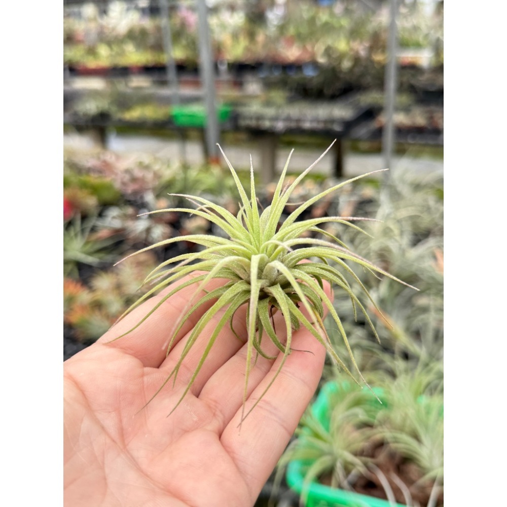 幸福貓「半紅小精靈」 空氣鳳梨／空鳳（新手五星推薦入門款/植物/地表最強/送禮小物/交換小物/婚禮小物）-規格圖4