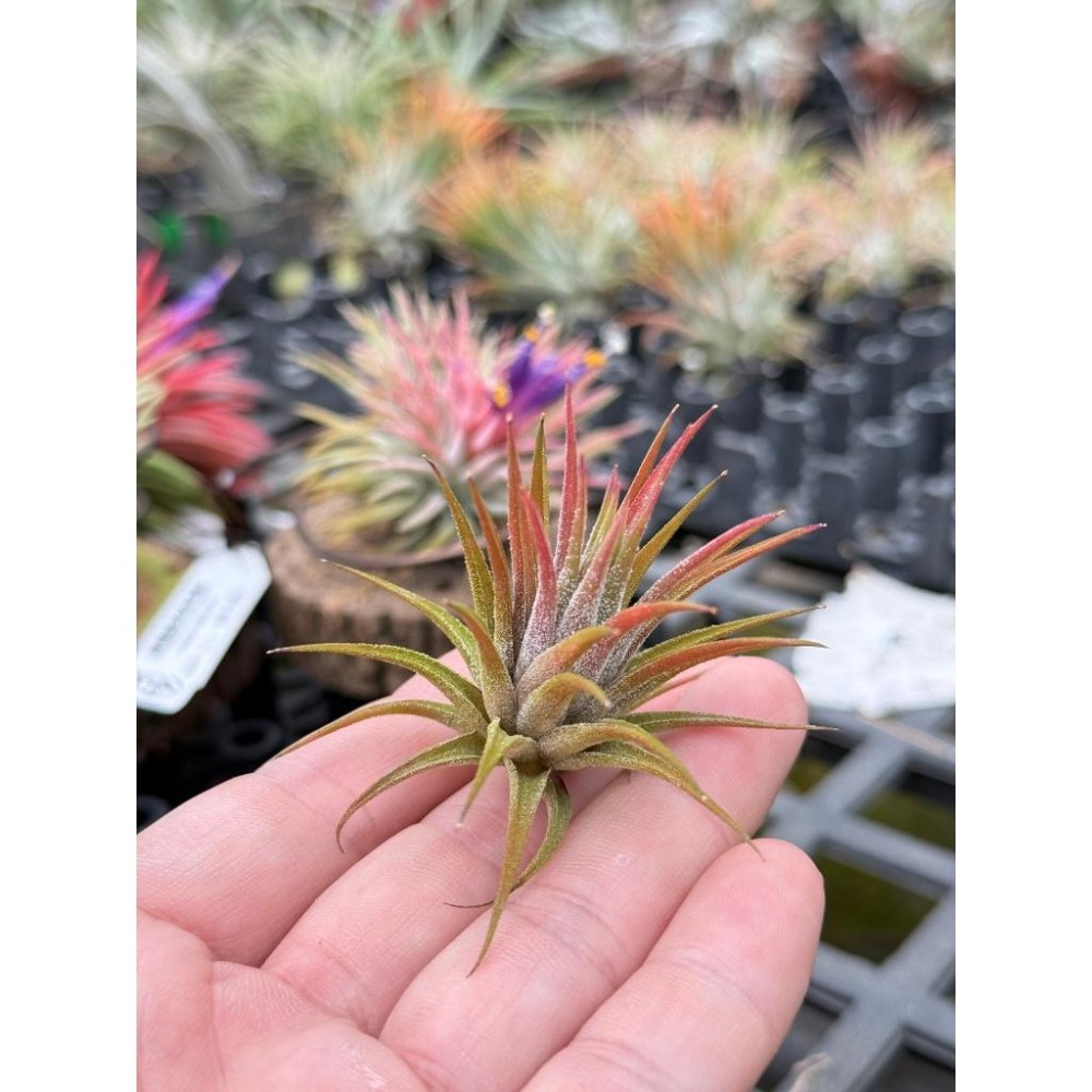 幸福貓「蜜桃小精靈x綠精靈」 空氣鳳梨／空鳳（新手五星推薦入門款/植物/地表最強/送禮小物/交換小物/婚禮小物）-細節圖2