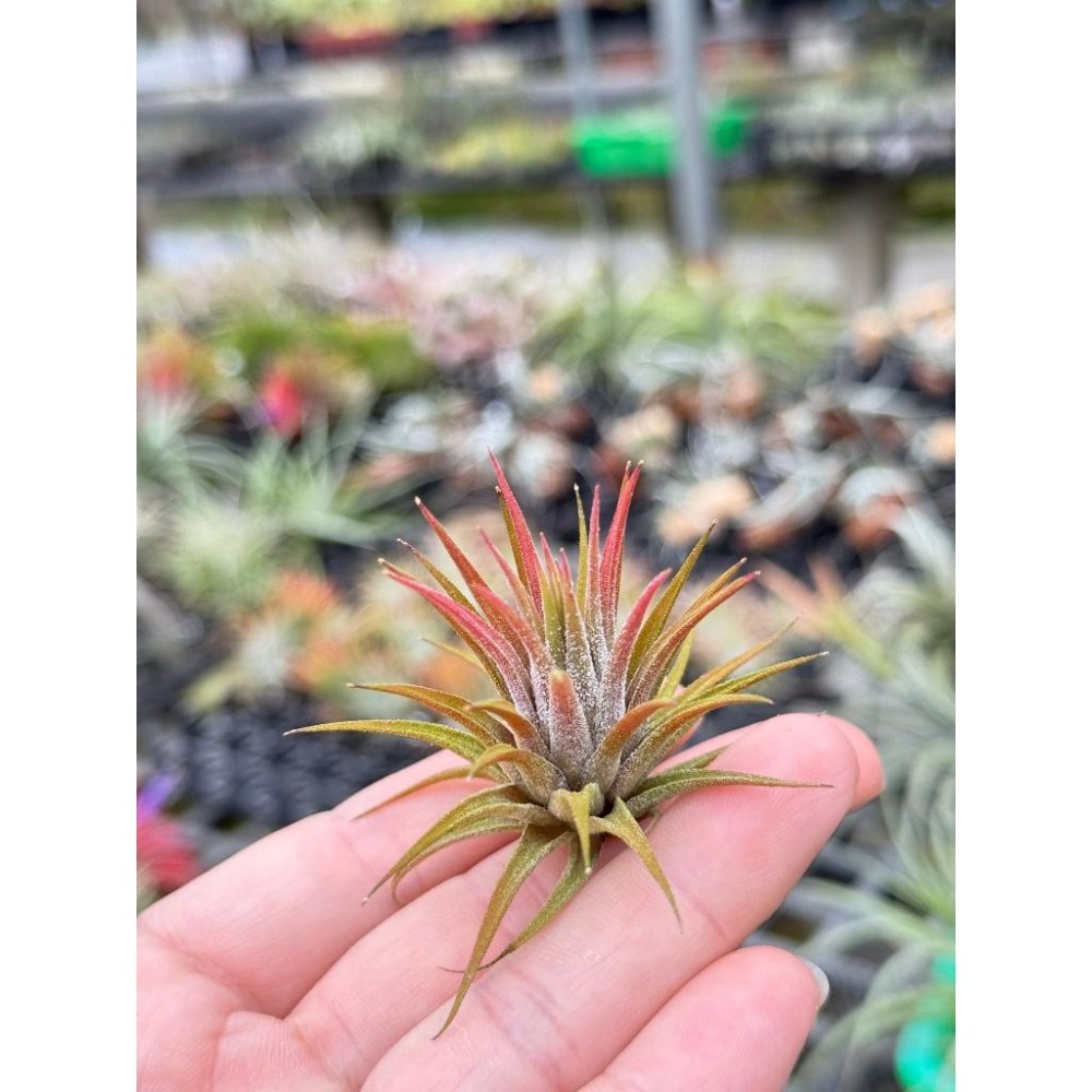 幸福貓「蜜桃小精靈x綠精靈」 空氣鳳梨／空鳳（新手五星推薦入門款/植物/地表最強/送禮小物/交換小物/婚禮小物）-細節圖3