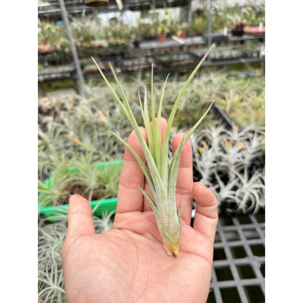 幸福貓「小精靈x女王頭」 空氣鳳梨／空鳳（新手五星推薦入門款/植物/地表最強/送禮小物/交換小物/婚禮小物）-規格圖4