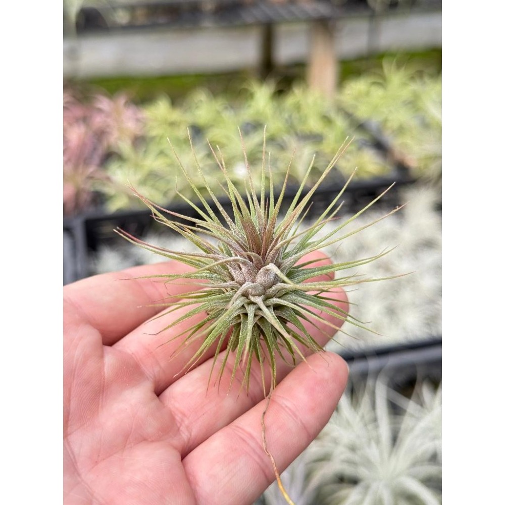 幸福貓「羅西塔小精靈」 空氣鳳梨／空鳳（新手五星推薦入門款/植物/地表最強/送禮小物/交換小物/婚禮小物）-細節圖2