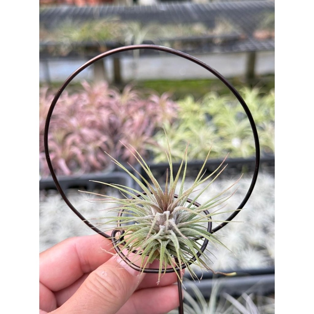 幸福貓「羅西塔小精靈」 空氣鳳梨／空鳳（新手五星推薦入門款/植物/地表最強/送禮小物/交換小物/婚禮小物）-細節圖3