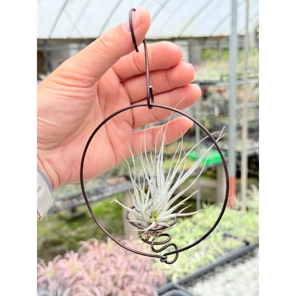 幸福貓「河豚」 空氣鳳梨／空鳳（新手五星推薦入門款/植物/地表最強/送禮小物/交換小物/婚禮小物）-細節圖2