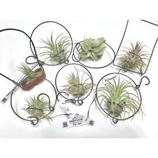 幸福貓「河豚」 空氣鳳梨／空鳳（新手五星推薦入門款/植物/地表最強/送禮小物/交換小物/婚禮小物）-細節圖3