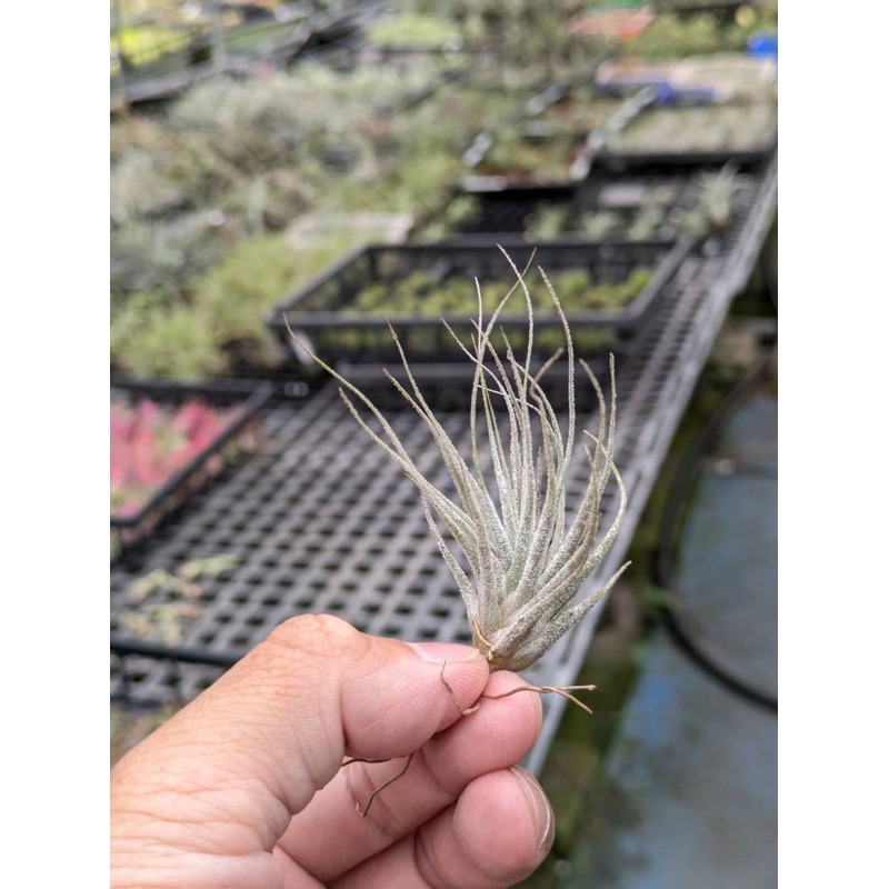 幸福貓「河豚」 空氣鳳梨／空鳳（新手五星推薦入門款/植物/地表最強/送禮小物/交換小物/婚禮小物）-規格圖4