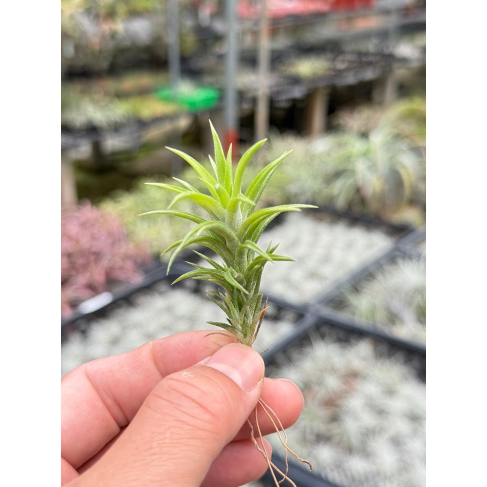 幸福貓「日本第一」 空氣鳳梨／空鳳（新手五星推薦入門款/植物/地表最強/送禮小物/交換小物/婚禮小物）-規格圖5