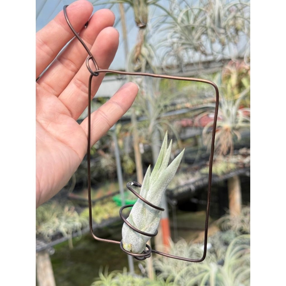 幸福貓「象牙玉墜子」 空氣鳳梨／空鳳（新手五星推薦入門款/植物/地表最強/送禮小物/交換小物/婚禮小物）-細節圖3