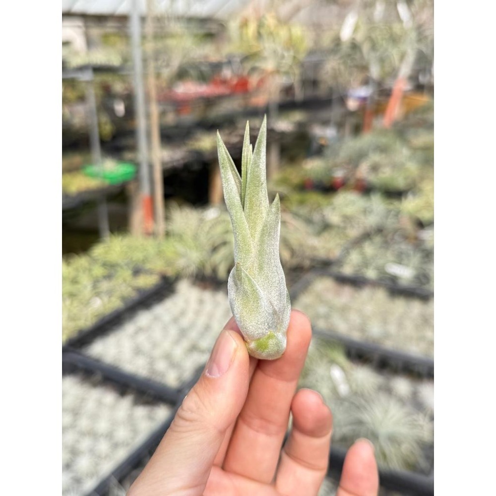 幸福貓「象牙玉墜子」 空氣鳳梨／空鳳（新手五星推薦入門款/植物/地表最強/送禮小物/交換小物/婚禮小物）-細節圖2