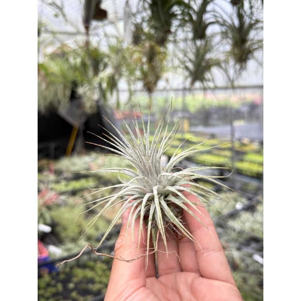 幸福貓「斑馬小精靈」空氣鳳梨／空鳳（植物/地表最強/送禮小物/交換小物/婚禮小物）-細節圖2