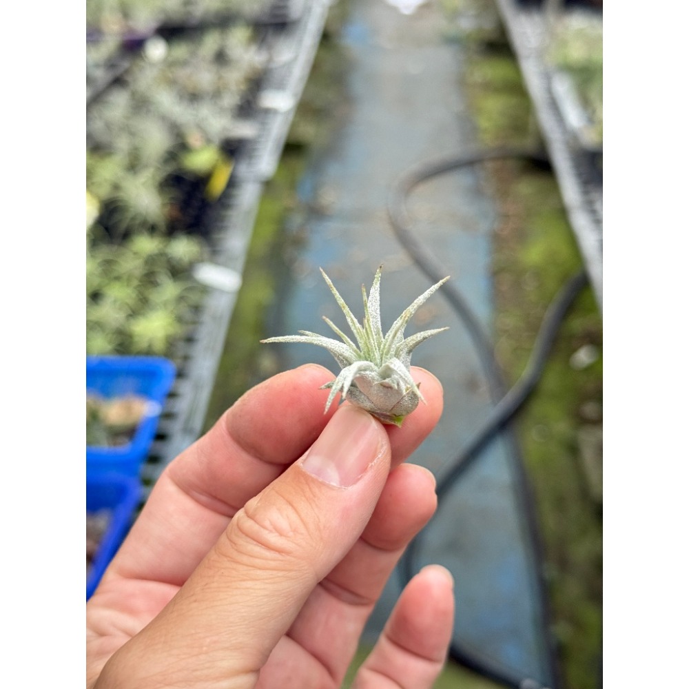 幸福貓「斑馬小精靈」空氣鳳梨／空鳳（植物/地表最強/送禮小物/交換小物/婚禮小物）-規格圖5