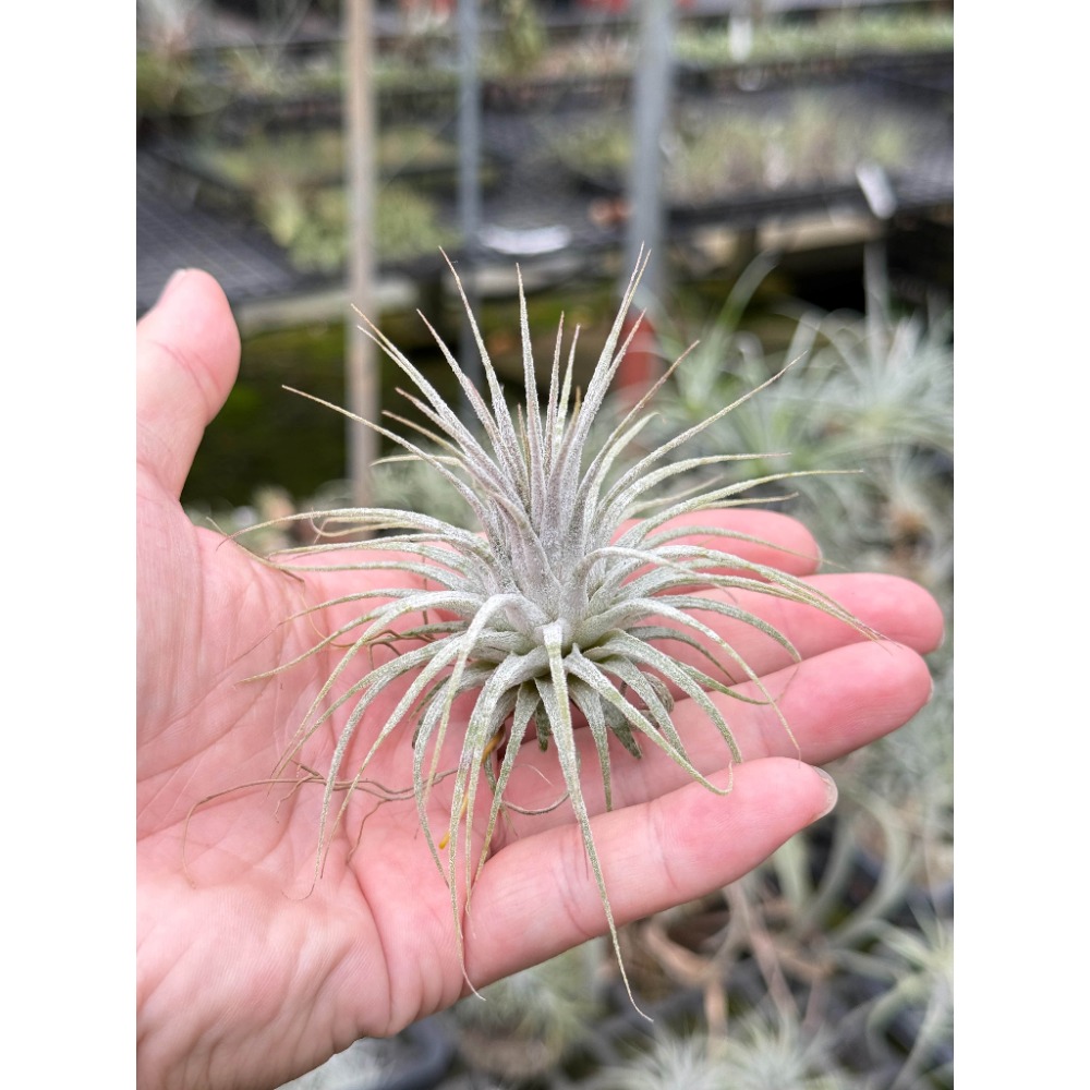 幸福貓「斑馬小精靈」空氣鳳梨／空鳳（植物/地表最強/送禮小物/交換小物/婚禮小物）-規格圖5