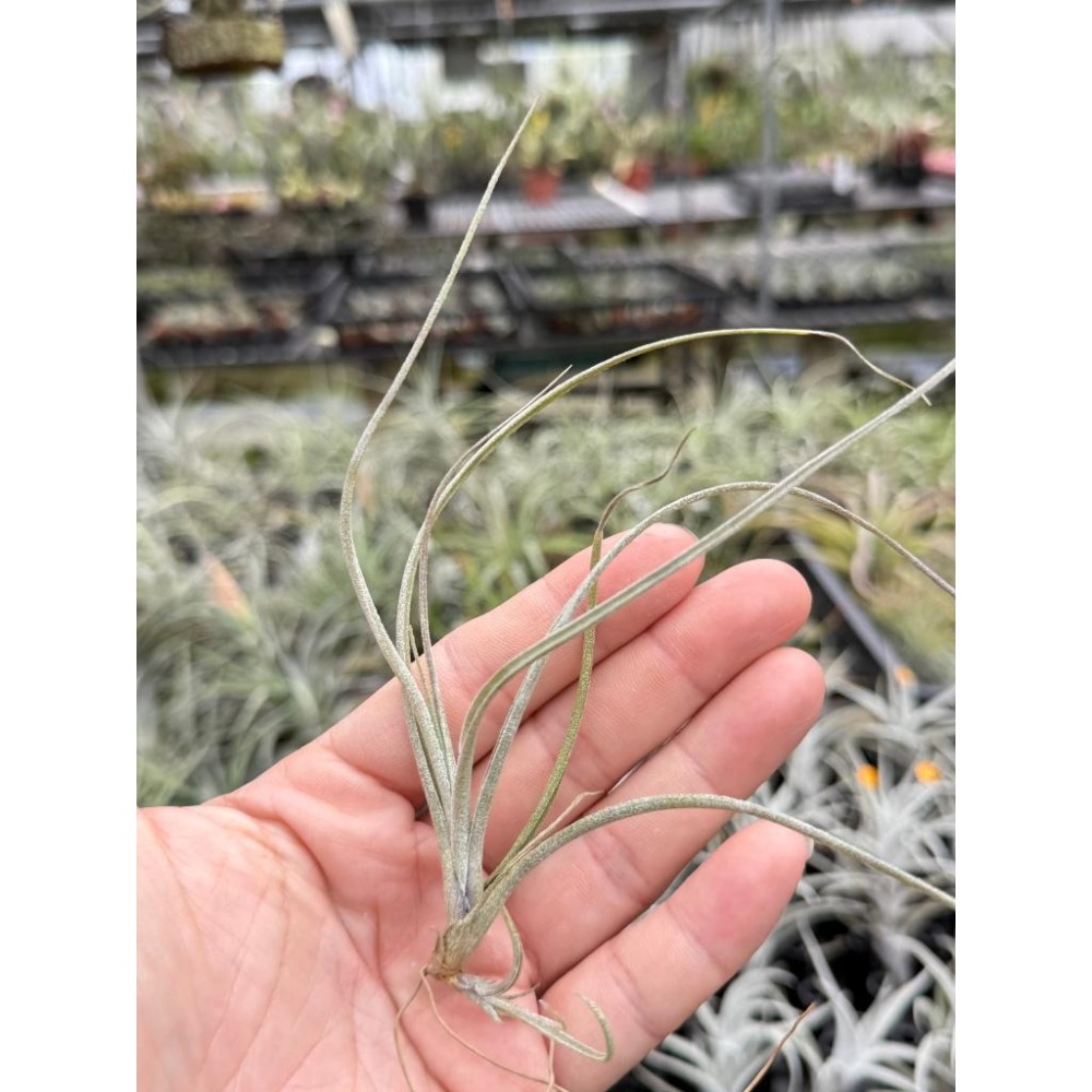 幸福貓「貝利藝」 空氣鳳梨／空鳳（新手五星推薦入門款/植物/地表最強/送禮小物/交換小物/婚禮小物）-細節圖2