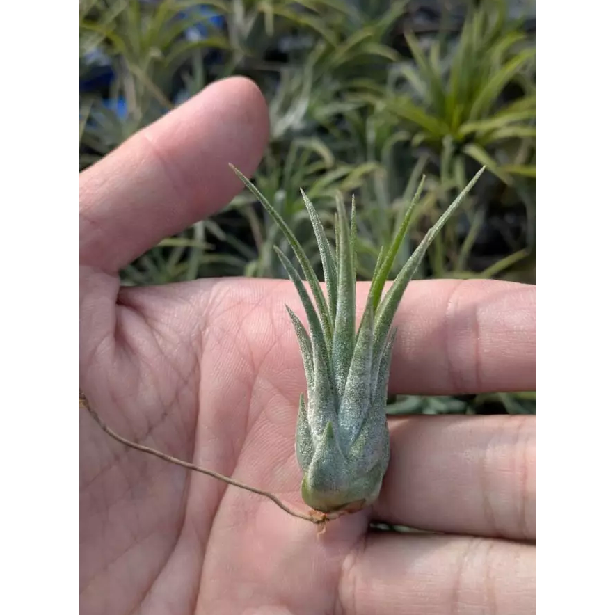 相撲小精靈