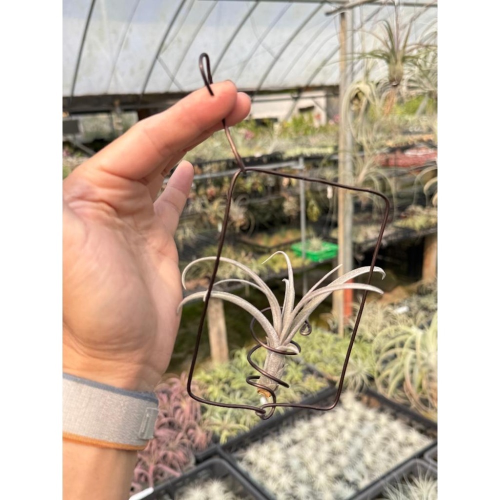 幸福貓「噴泉x多明尼加」 空氣鳳梨／空鳳（新手五星推薦入門款/植物/地表最強/送禮小物/交換小物/婚禮小物）-細節圖3