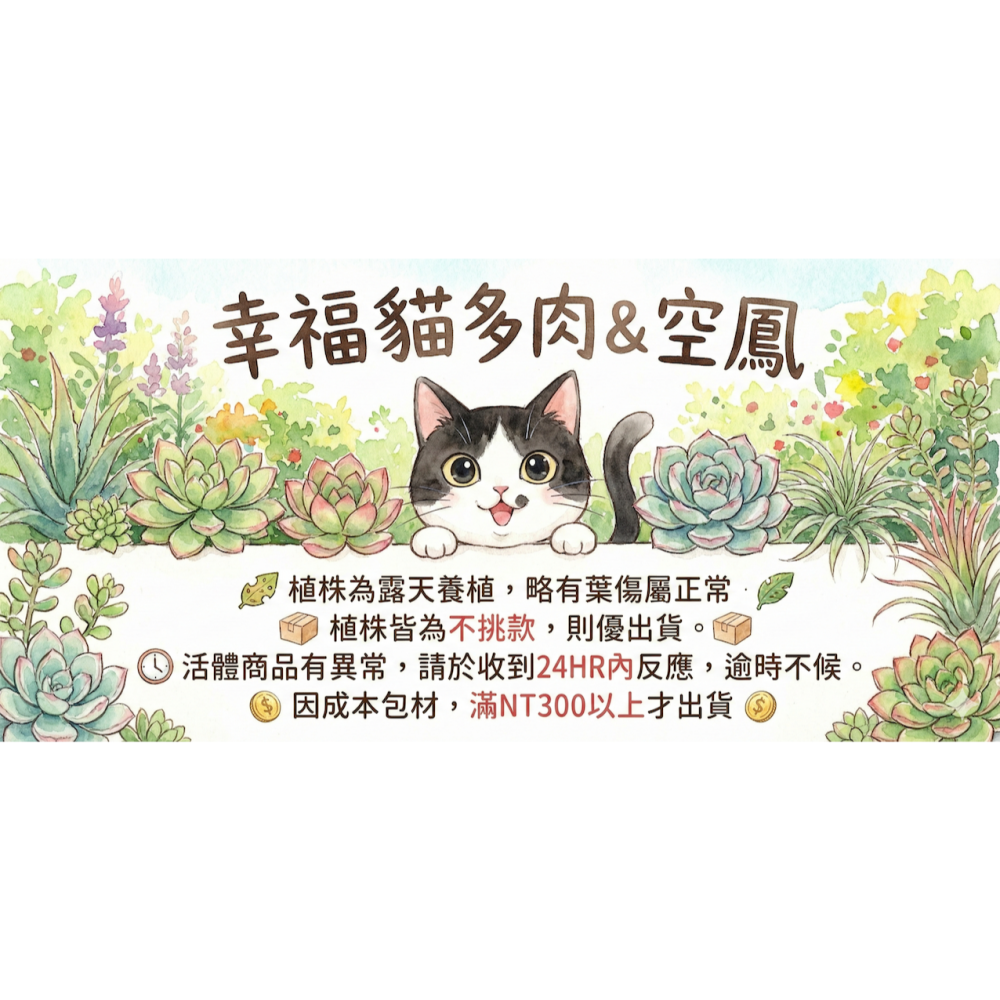 幸福貓「噴泉x多明尼加」 空氣鳳梨／空鳳（新手五星推薦入門款/植物/地表最強/送禮小物/交換小物/婚禮小物）-細節圖5